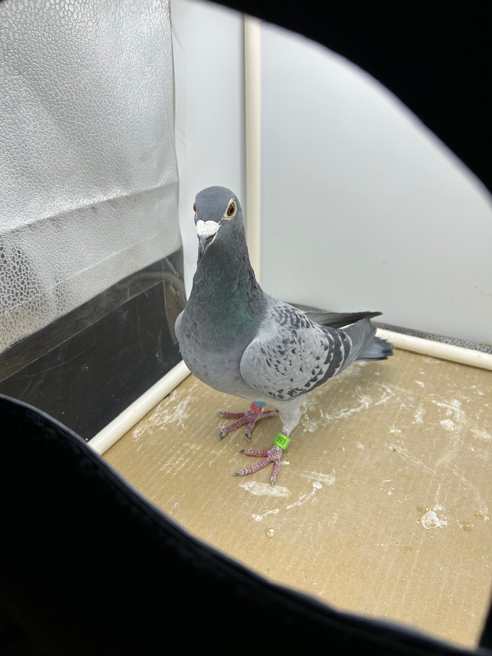 PROTEGES BEST GOLD STAR LEGEND