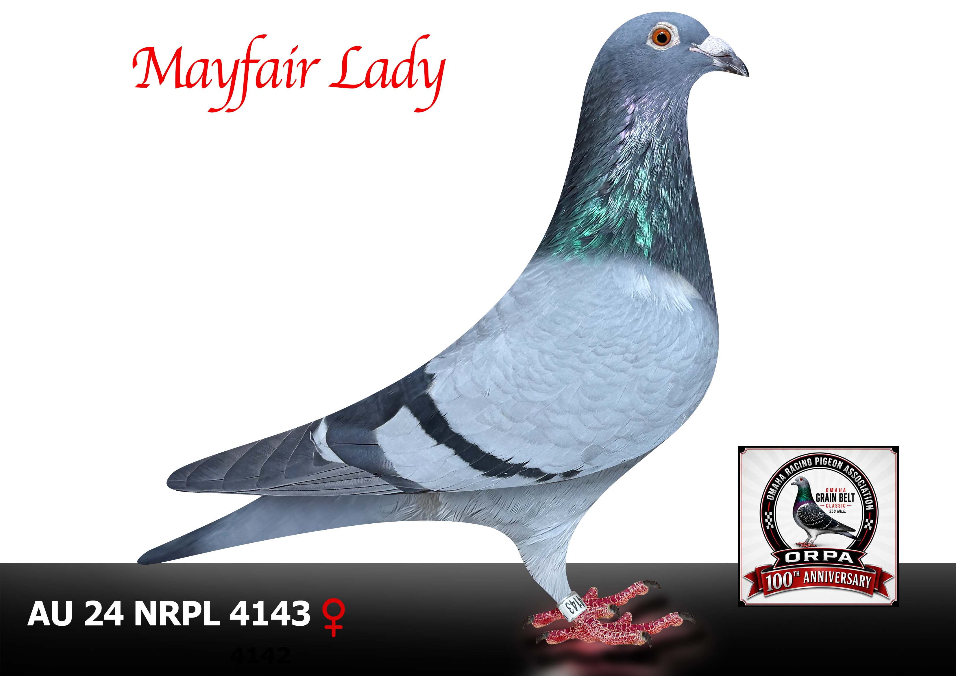 AU 24 NRPL 4143 Hen
