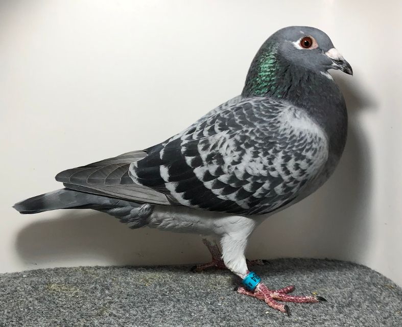 2584 WICK AU 2025 BC