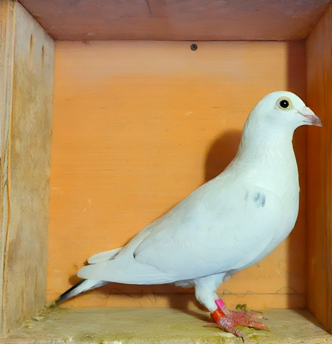 Hoosier Million Winning Family – AU 2021 NANEZ 1542 Grizzle Hen