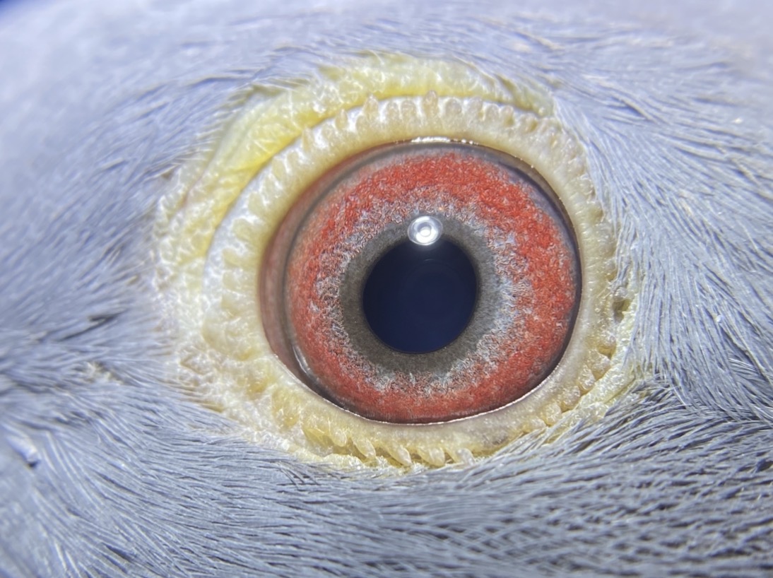 Preview Image 6