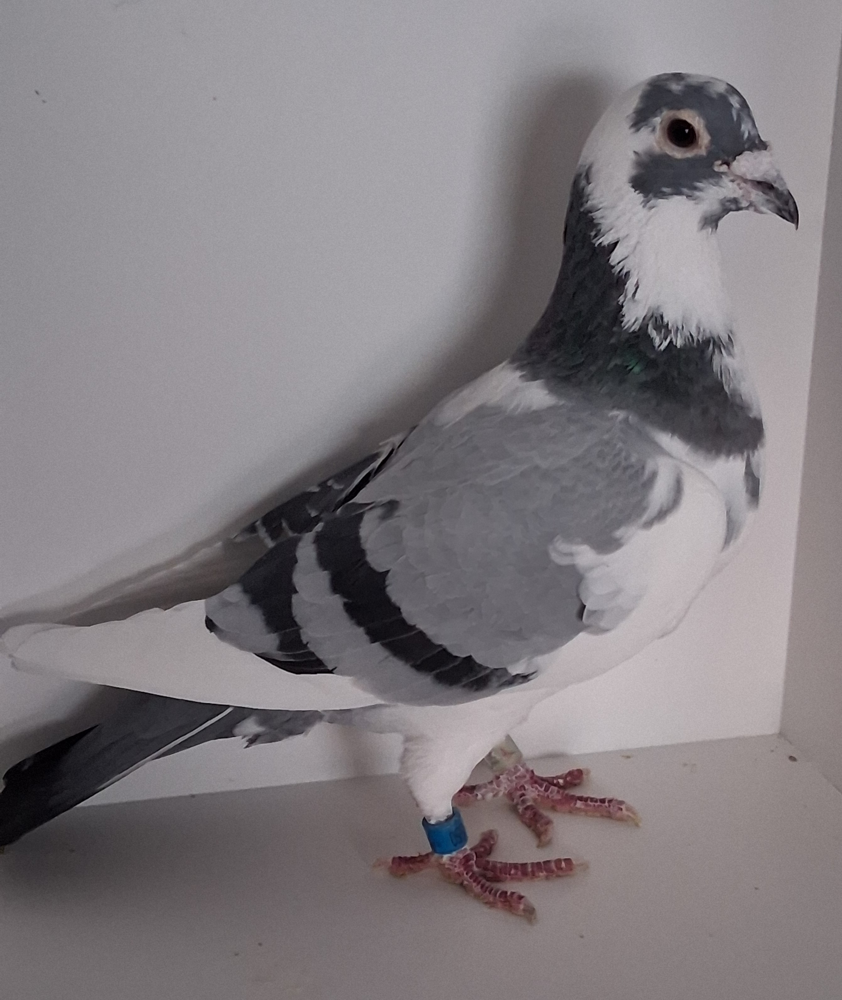 19 Jedds 19550 Splash Cock