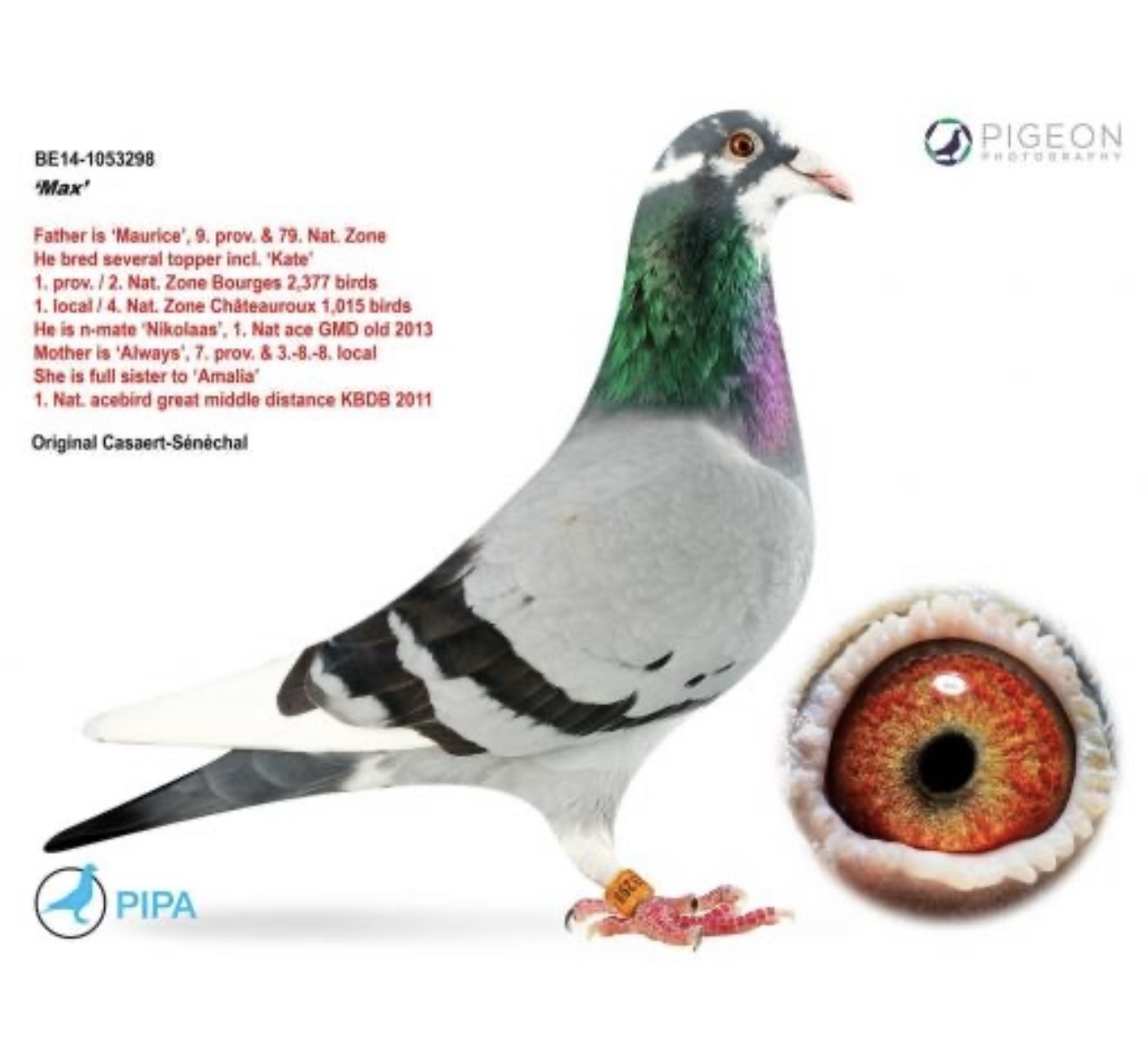 iPigeon.com - Racing Pigeon Auction
