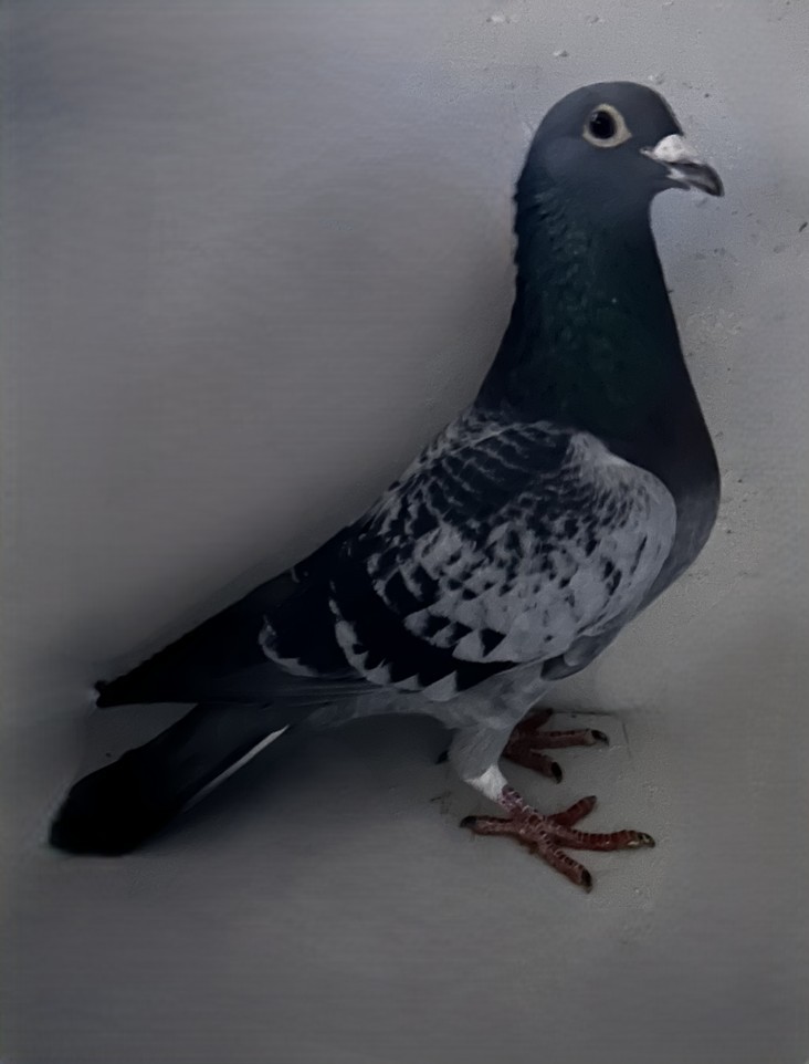 2025 Neil 56156 Inbreed 