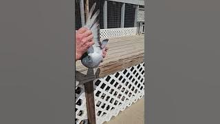 25-CBS-800 Blue Check Hen