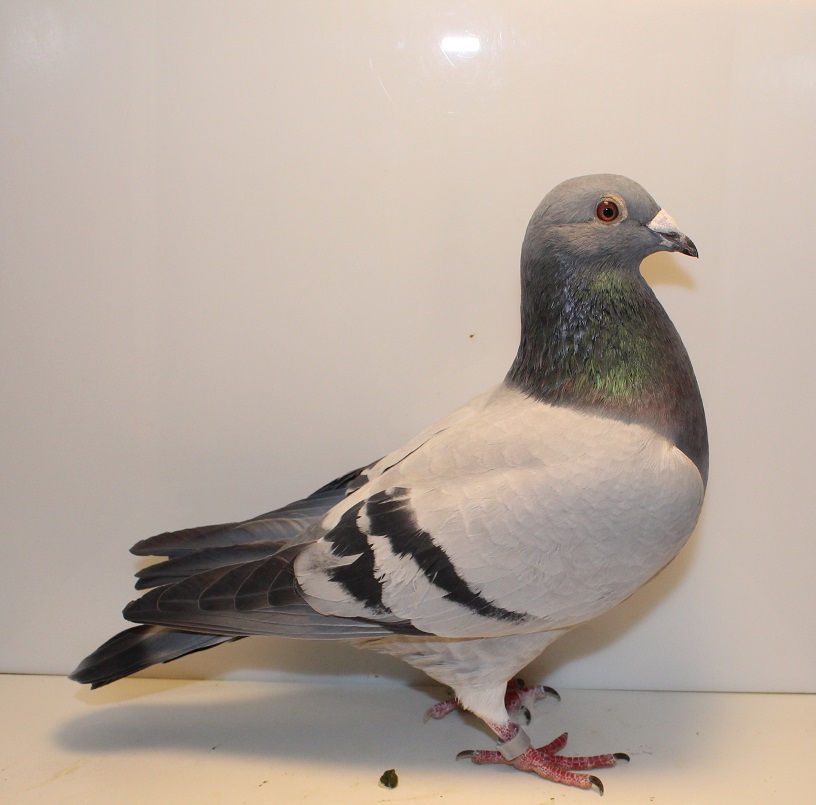 AU 25 GBW 602 BB COCK