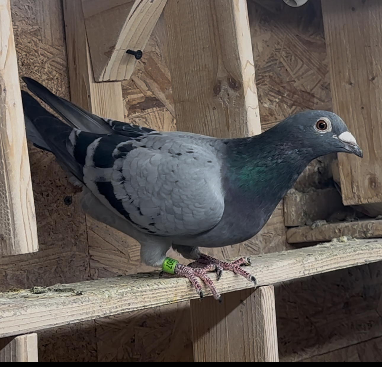 Breeder reduction 