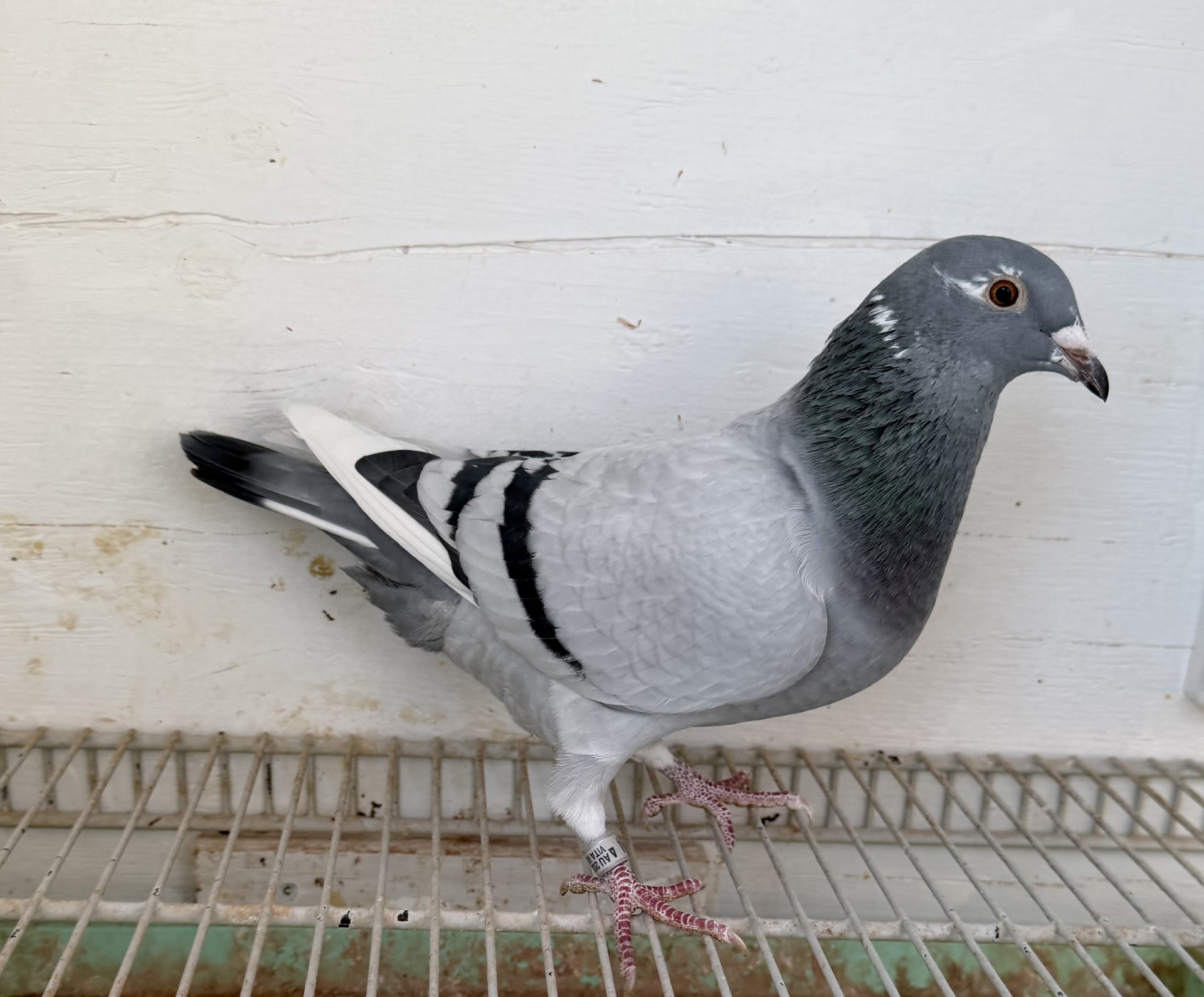 Saad x Mila over Brother Halover x Miss Laurice, Over Inbred Night Jewel Hen