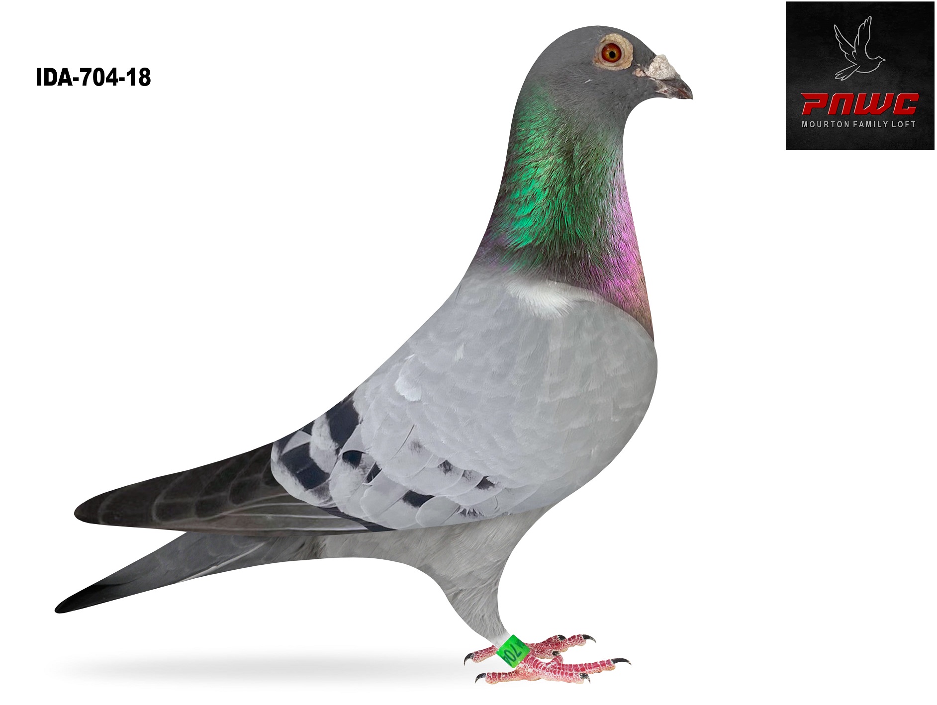 IDA-704-18 BB COCK