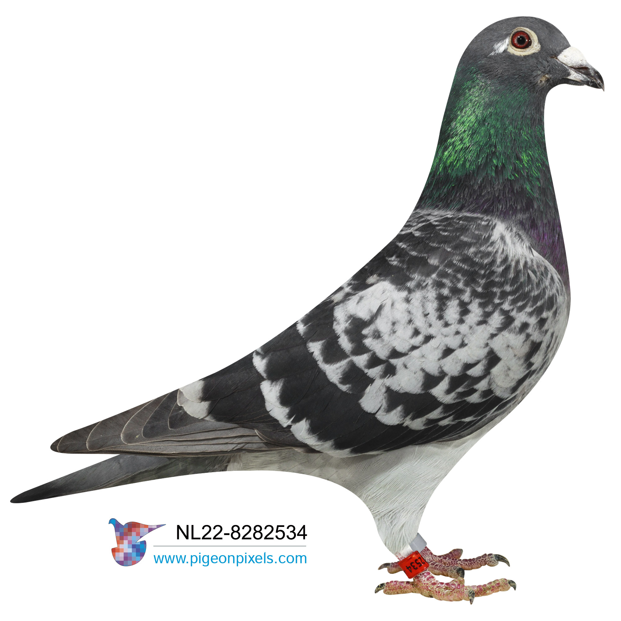 NL 22 8282534 DC Cock