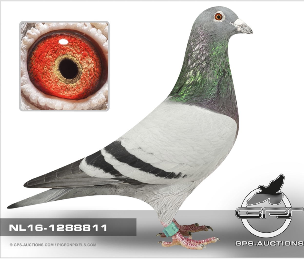 NL 1288811-16 BBC