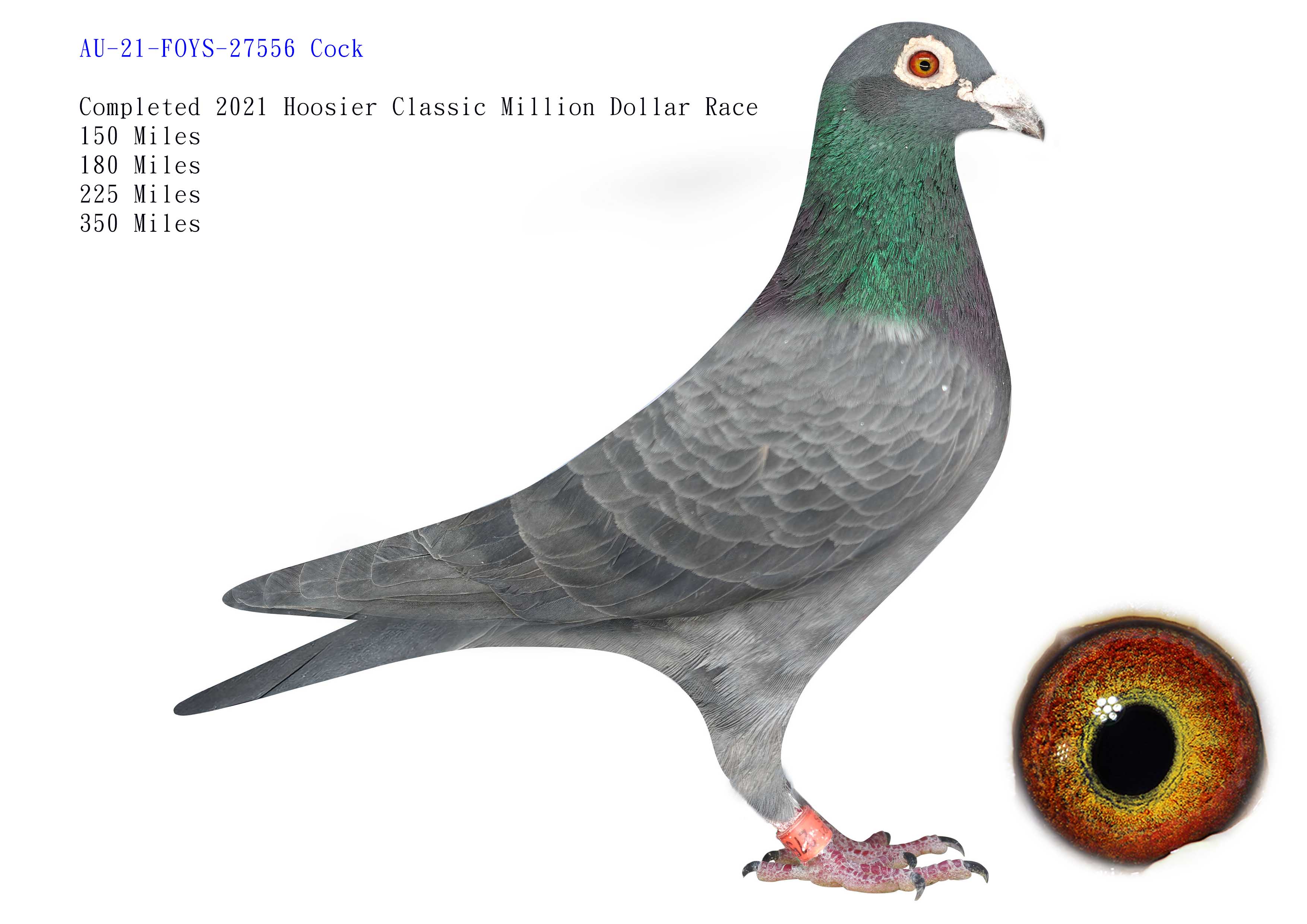 AU-21-FOYS-27556 Cock Raced in Hoosier OLR