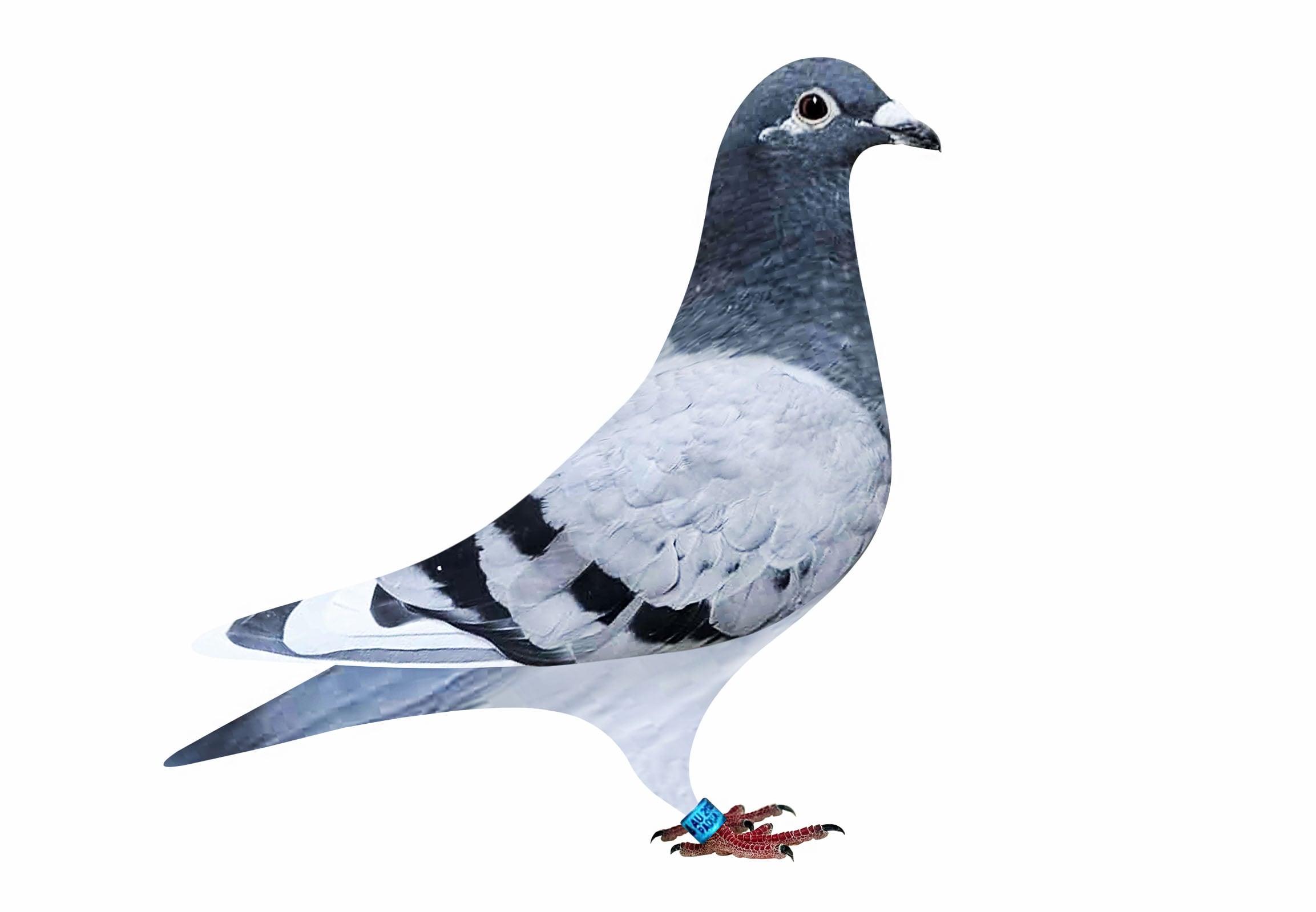 Inbred Thomas 6 ( Ganus Family Loft bloodline ) x Inbred Queen L ( Jelle Roziers bloodline )