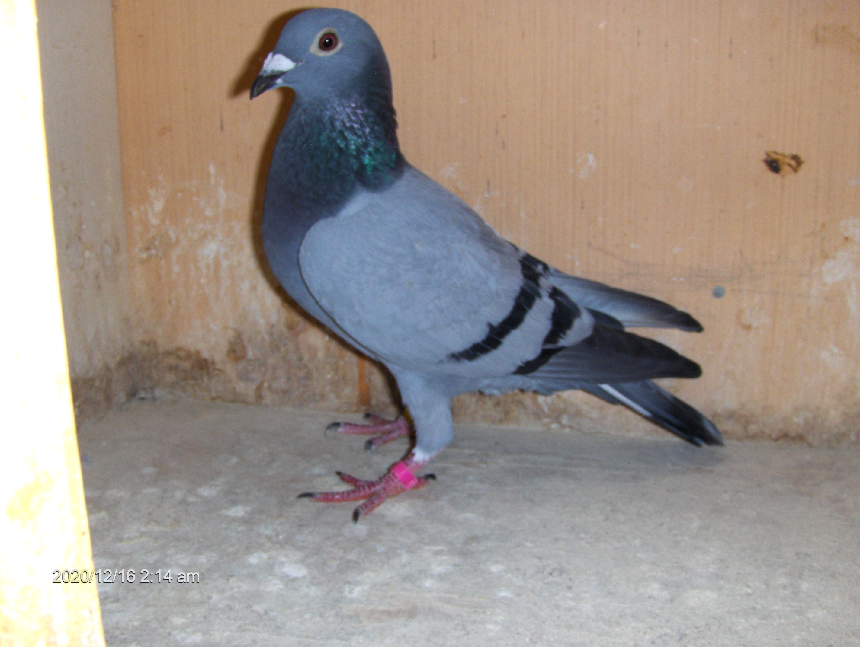 AU-24-ARPU-78851-BLUE BAR---HEN 
