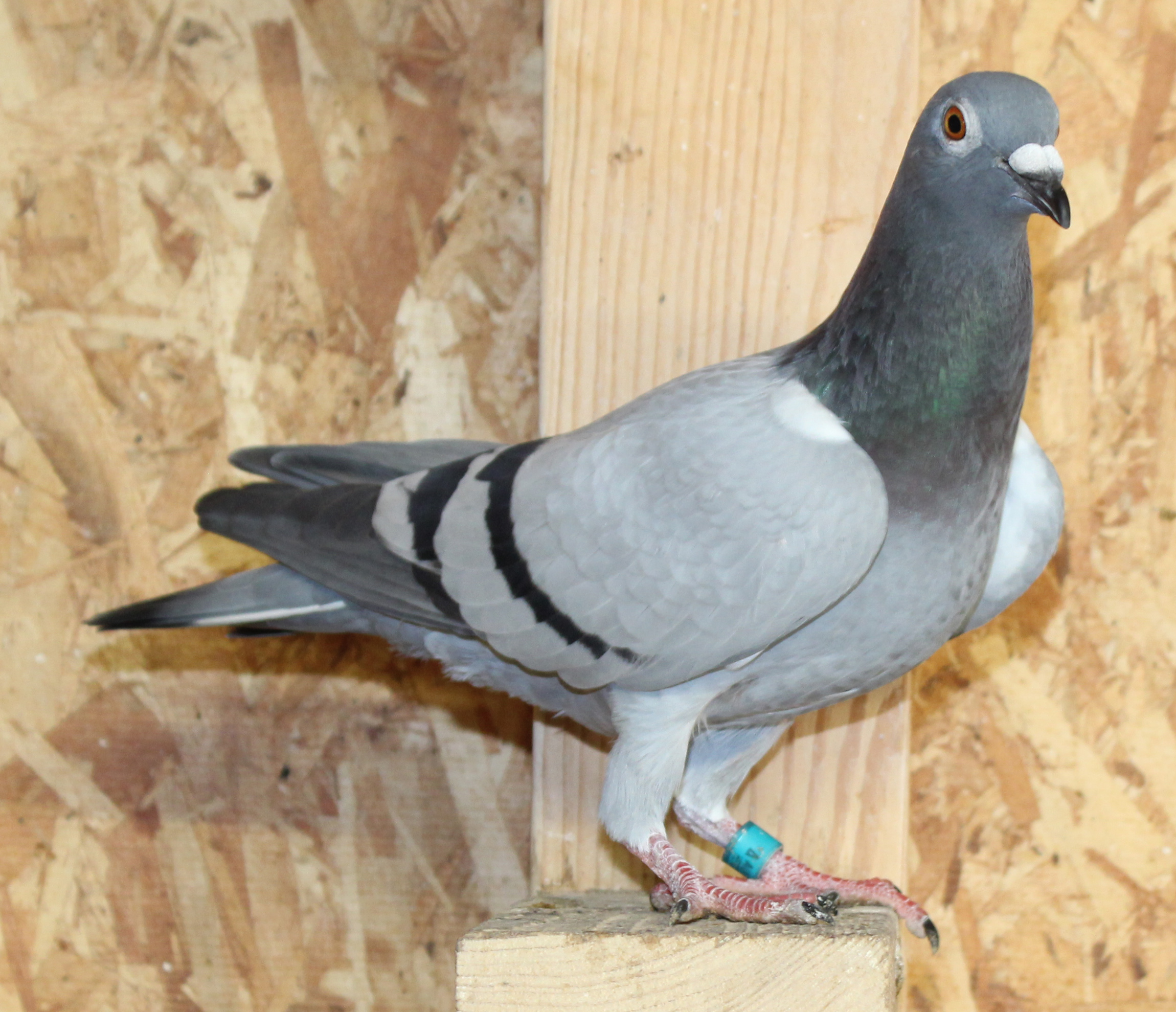 Sablon Kannibaal Gaby Picasso Gallo