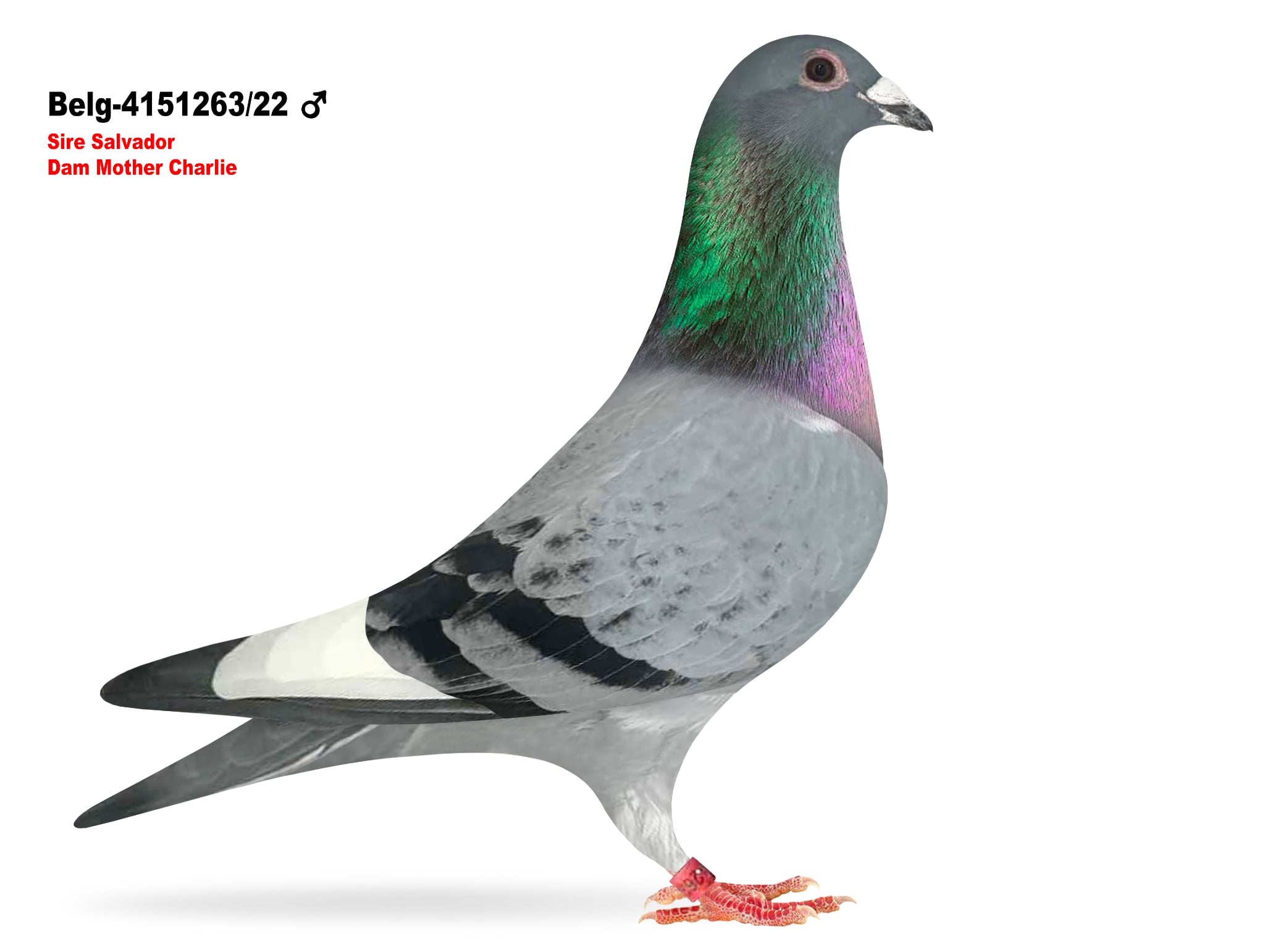 Belg-4151263/22 Son Salvador