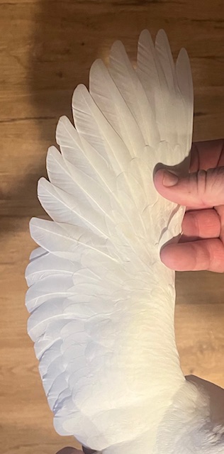 WHITE SQUEAKER OFF IMPORT