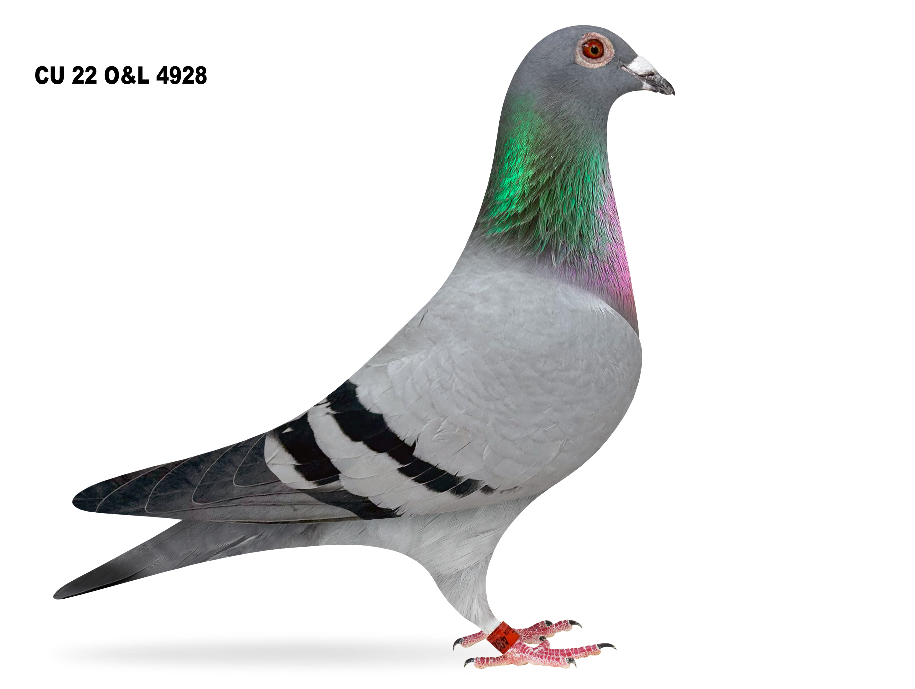 Lot 8 – CU 22 O&L 4928 BB Hen