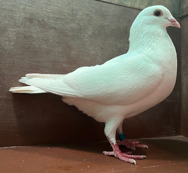 YOUNG COCK OFF IMPORTS