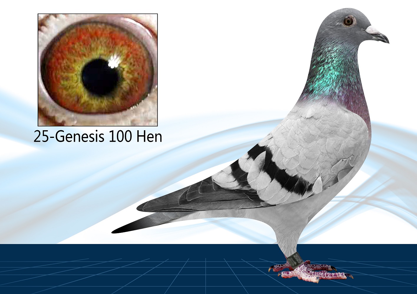 25-100(Hen) PORSCHE 911 x Roziers