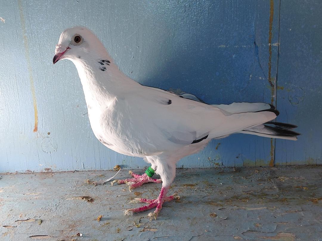 94SHA18 INBRED WHITE BANDIT HEN