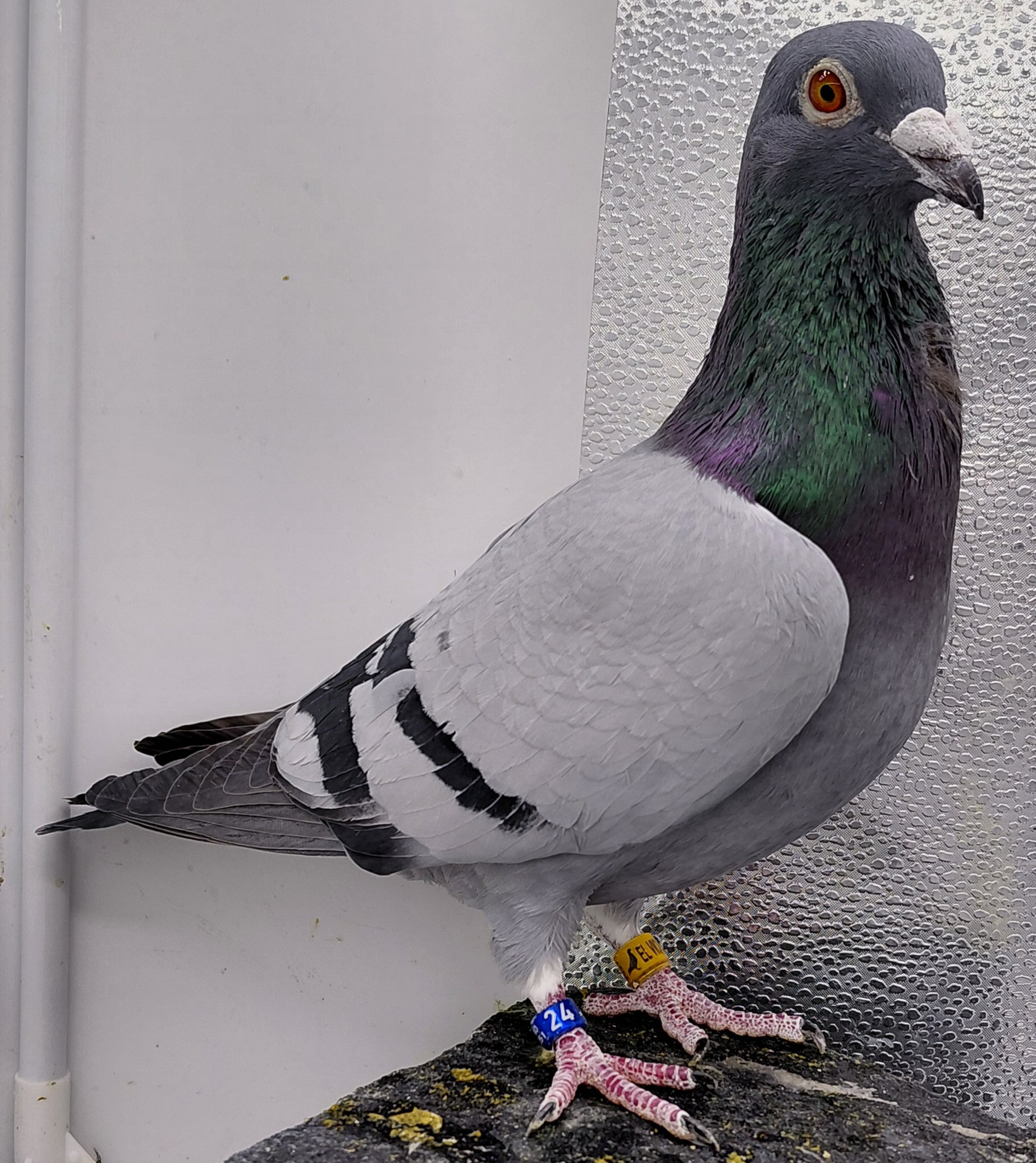 1505 EL VICHO 23 BB C