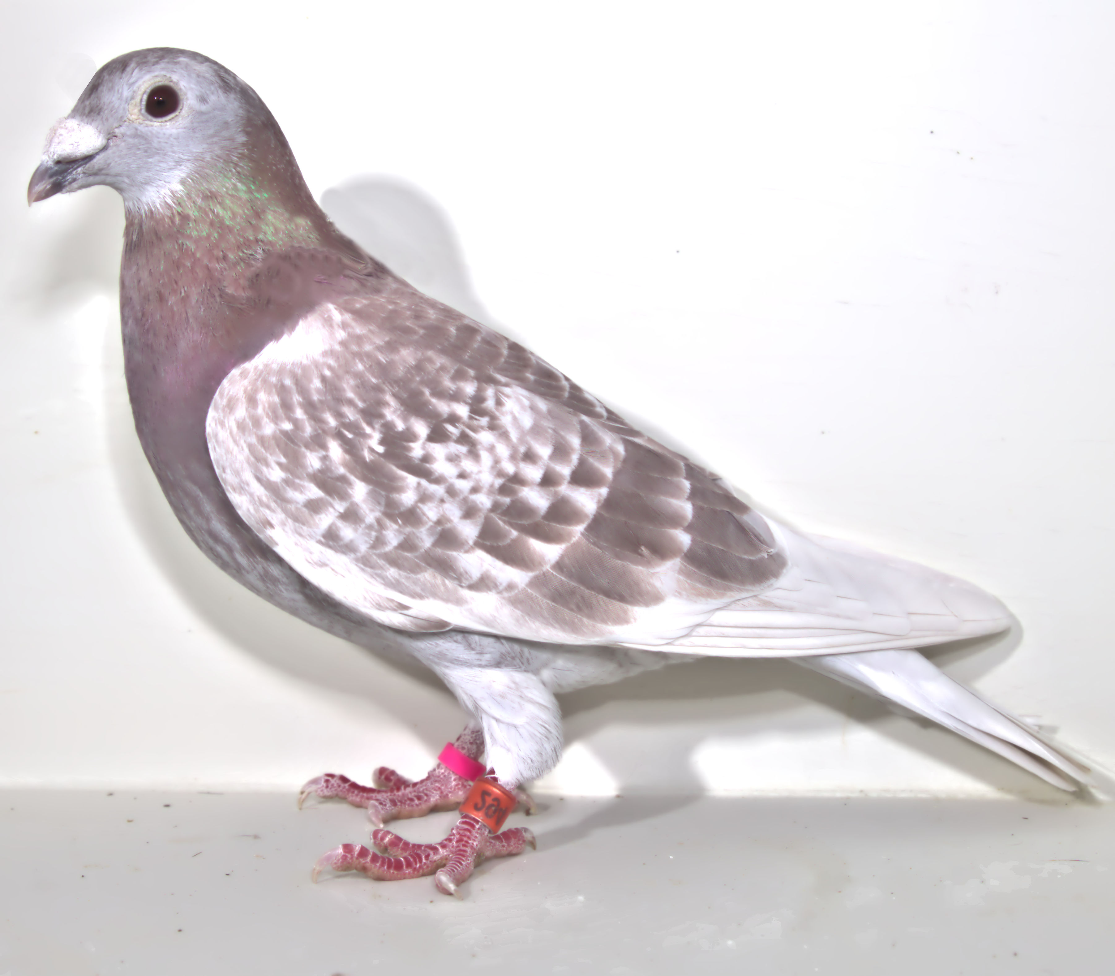 AU 21 SKY 294 RED CHECK COCK