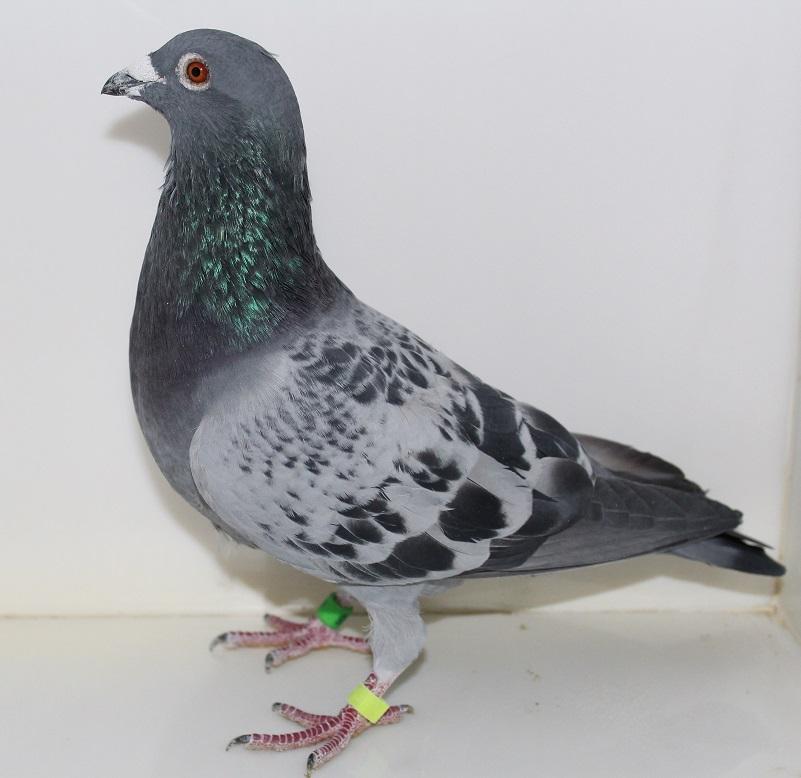 AU 18 RRR 998 BC Cock