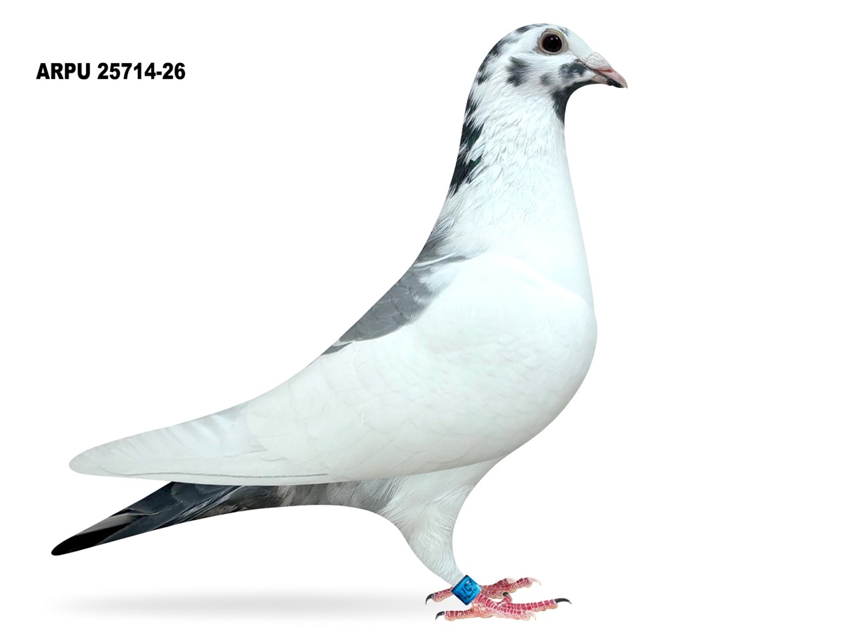 ARPU 25714-26 PIED COCK