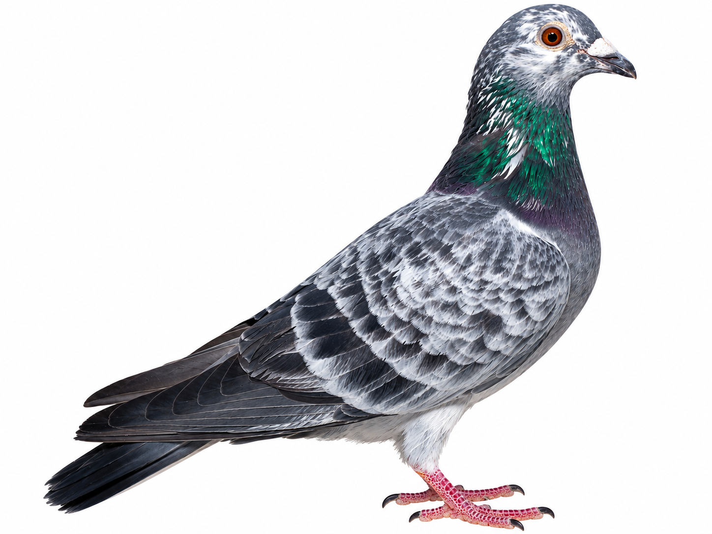 AU 32240 AURP 2022 HEN