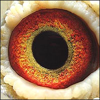 Preview Image 4