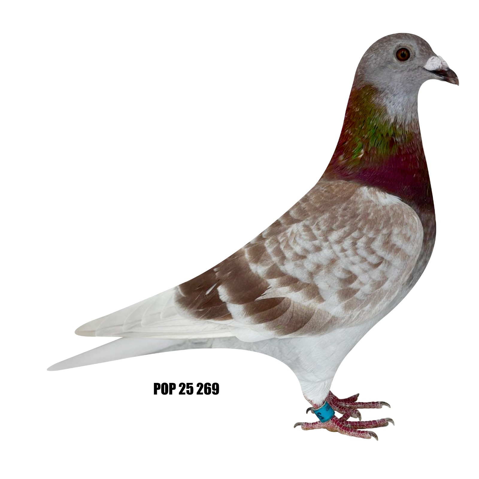 iPigeon.com - Racing Pigeon Auction