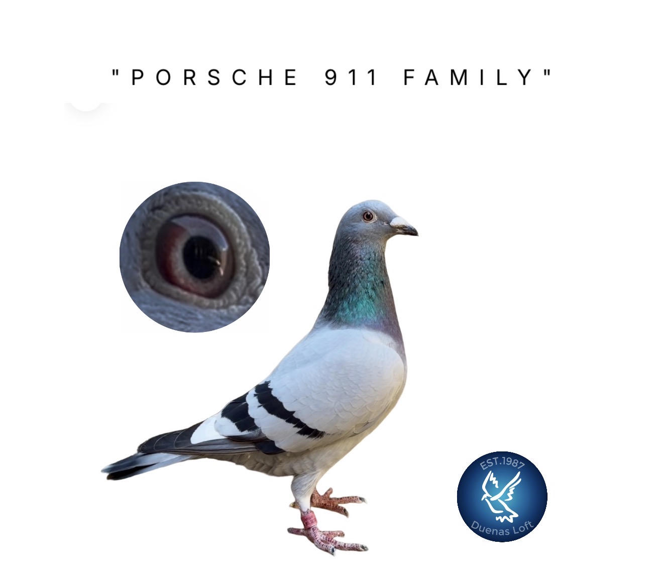 SPARTAN 90 AU 2025 cock