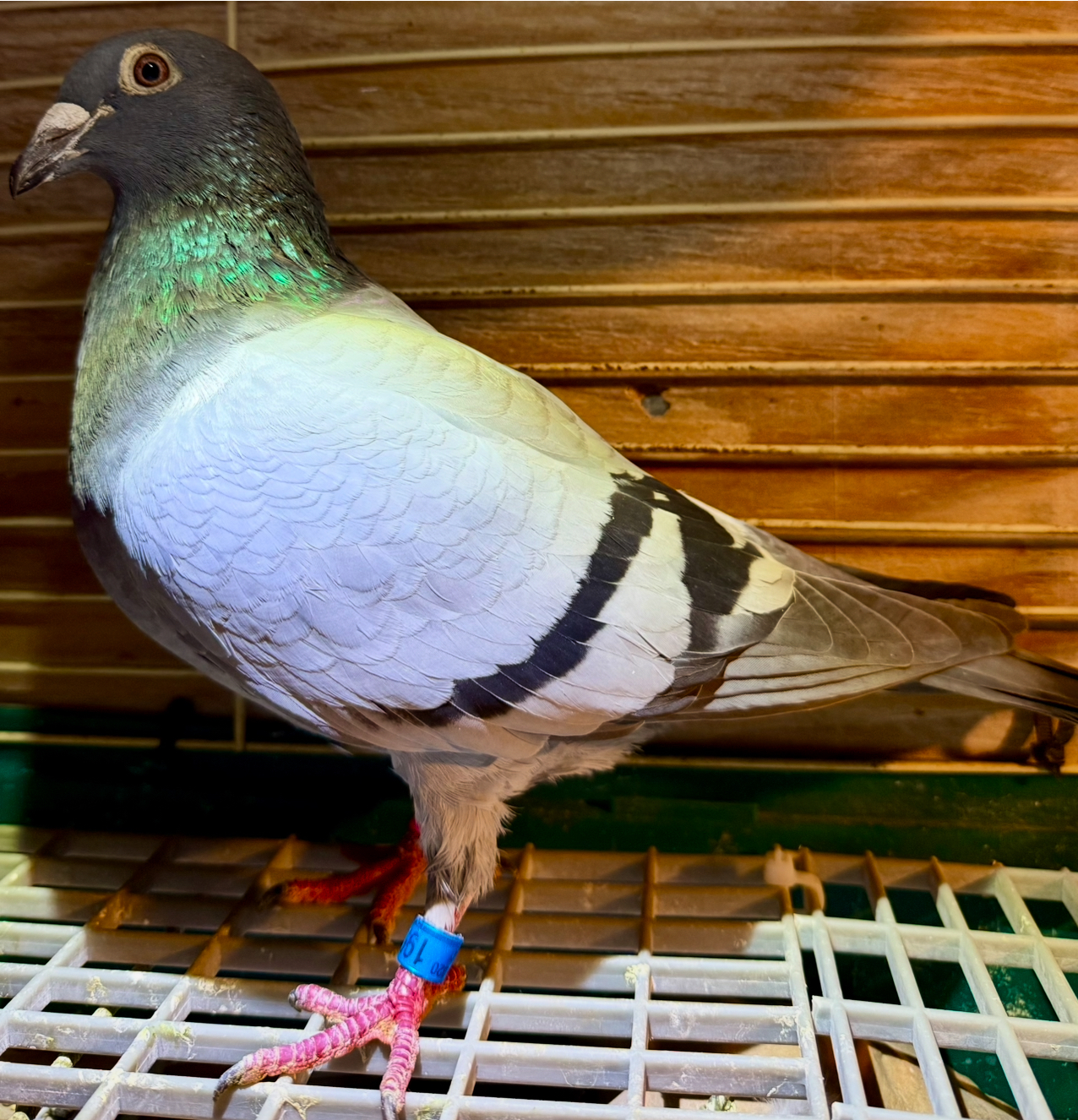 Gr.Daughter “CONSTANS “ and “ PERFECT STORM”