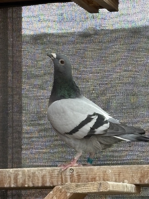 Preview Image 4