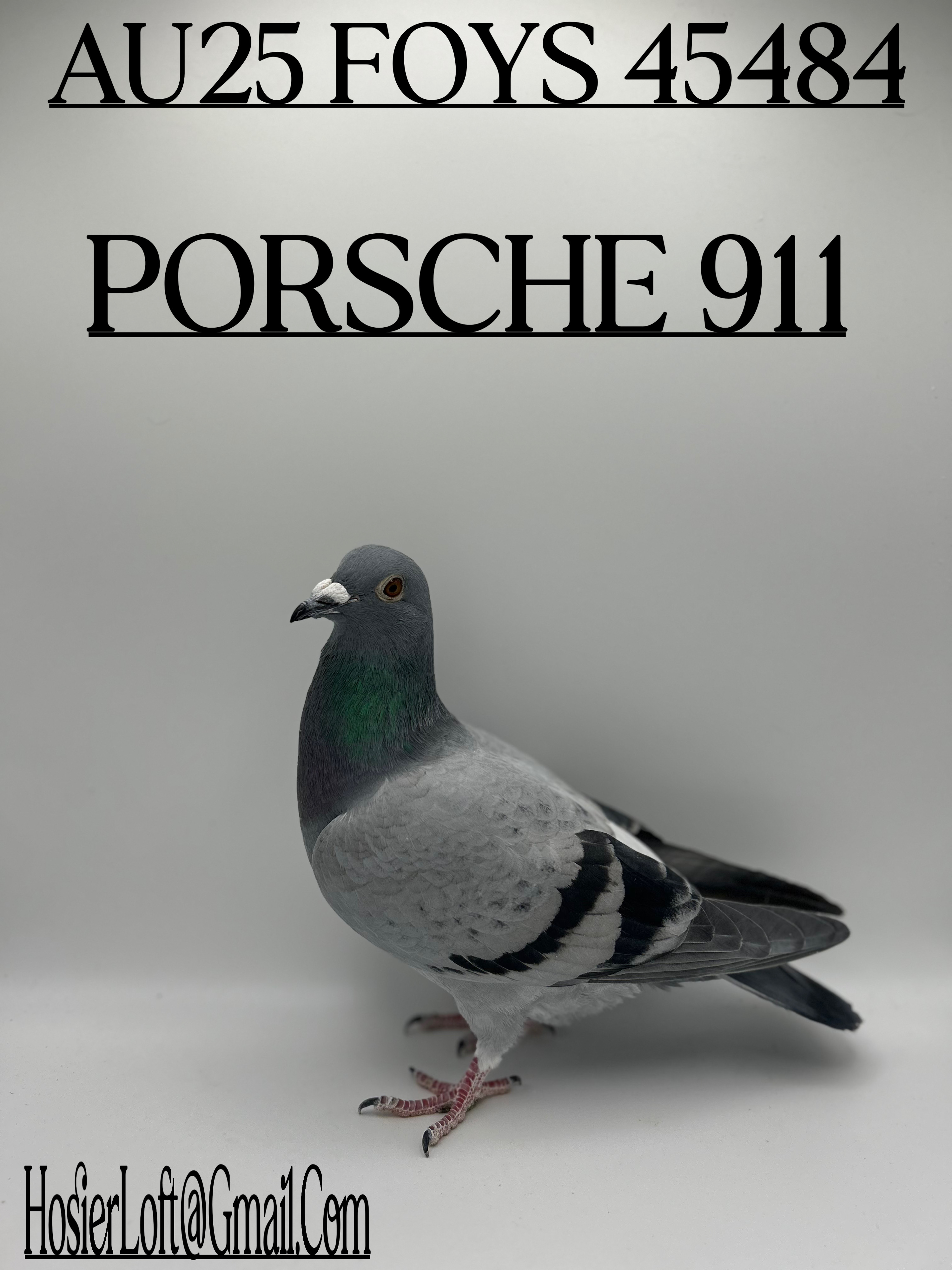 INBRED PORSCHE 911