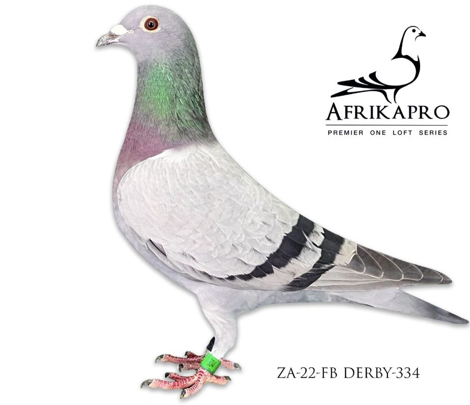 ZA 22 FB DERBY 334 Granddaughter Of Rudy , Double