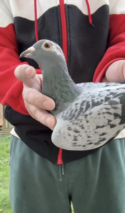 Inbred Best Kittel x Inbred New Laureaat