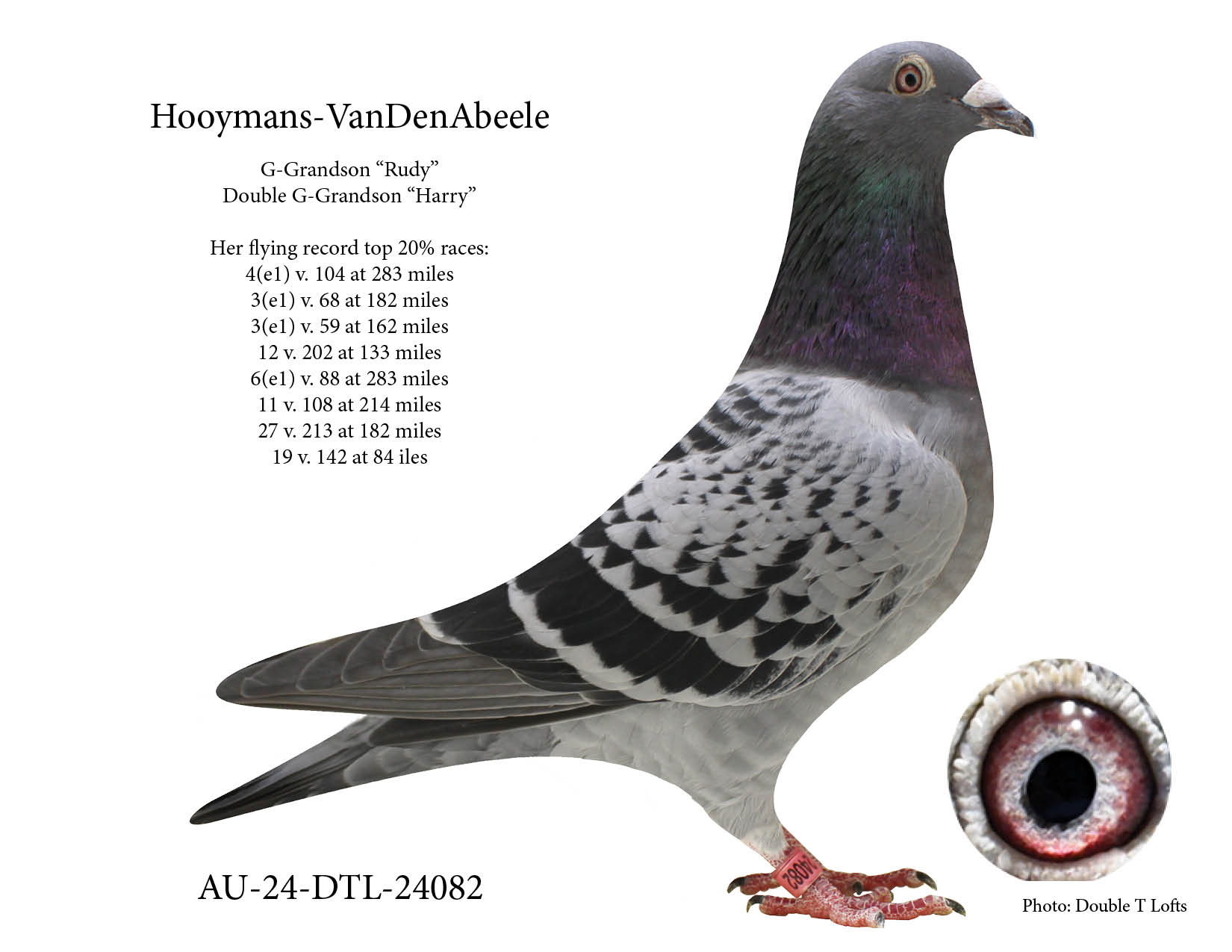 Double G-G-Daughter "Harry" & "Rudy"