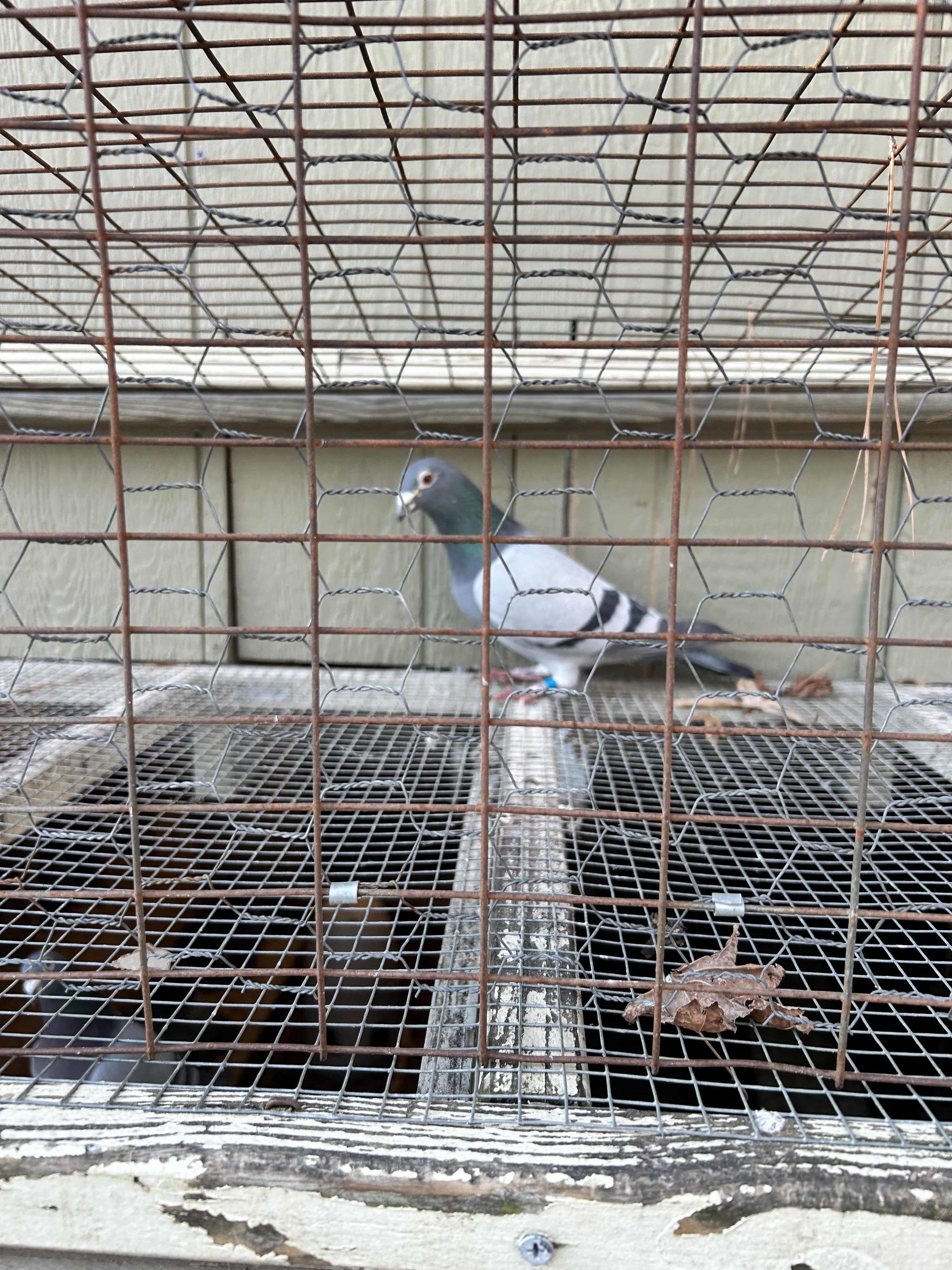 6th place Rocky Mountain Futurity