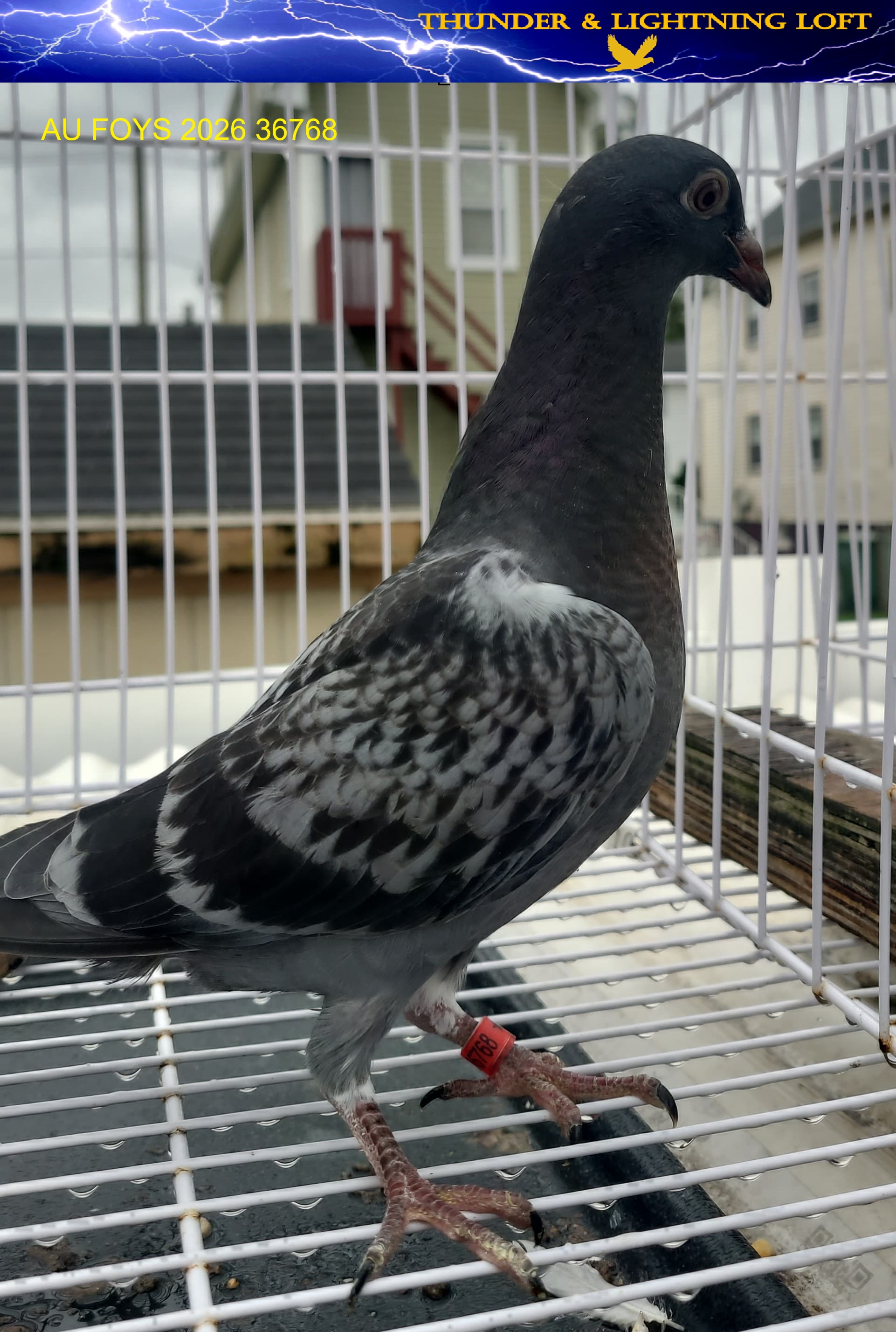 100% Line Bred Jelle Jellema