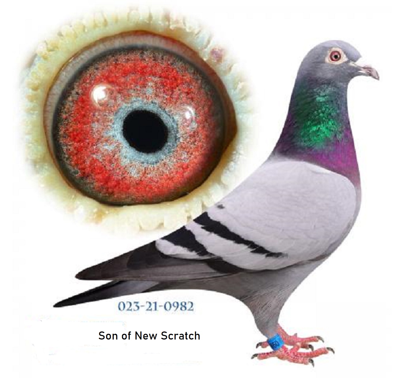 2021 DAN 0982 BB C Van Loon - Janssen