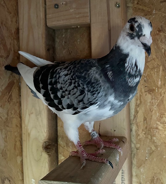 2X Thomas 6 /Marple&Wolverine