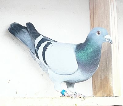 IF-25-TFLMD-455 BB COCK