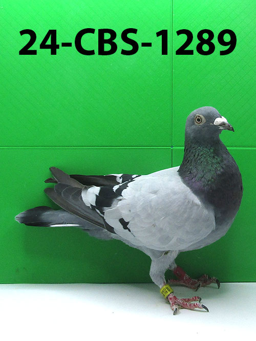 24-CBS-1289 Blue Hen. 