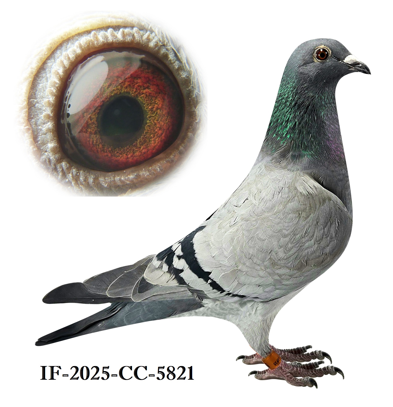 BB Hen - 3 x 1st Champion Bird Award between parents