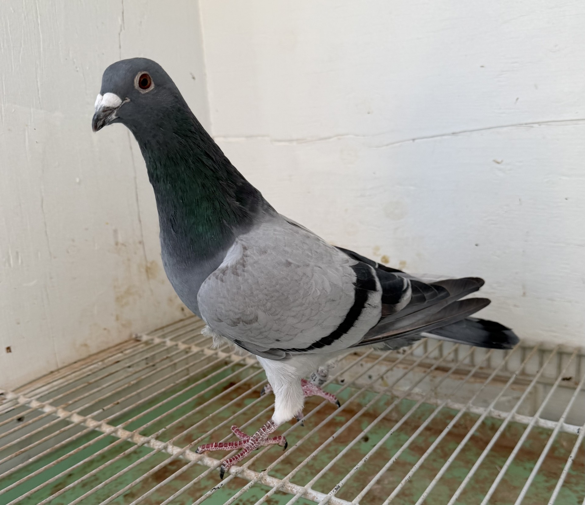 SIBLING TO 21 DWI 697 MALIBU BARBIE 2022 OB CLUB AND COMBINE CHAMPION BIRD