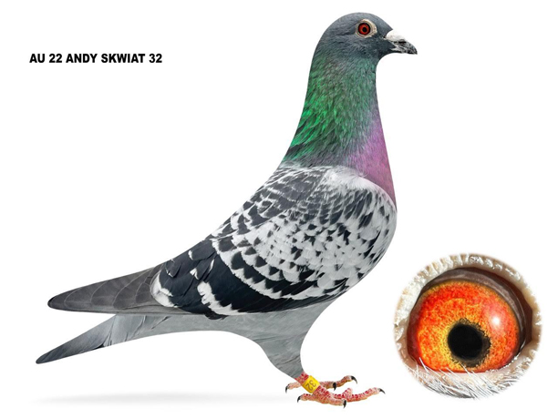   AU22ANDY SKWIAT - 32 BLUE CHECK COCK. 