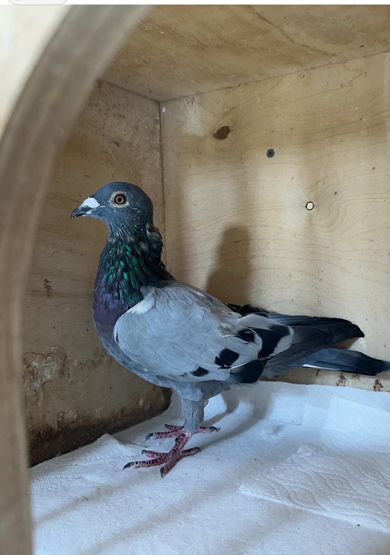 CC- Chicago -22 -  In a Heavy molt rt now 