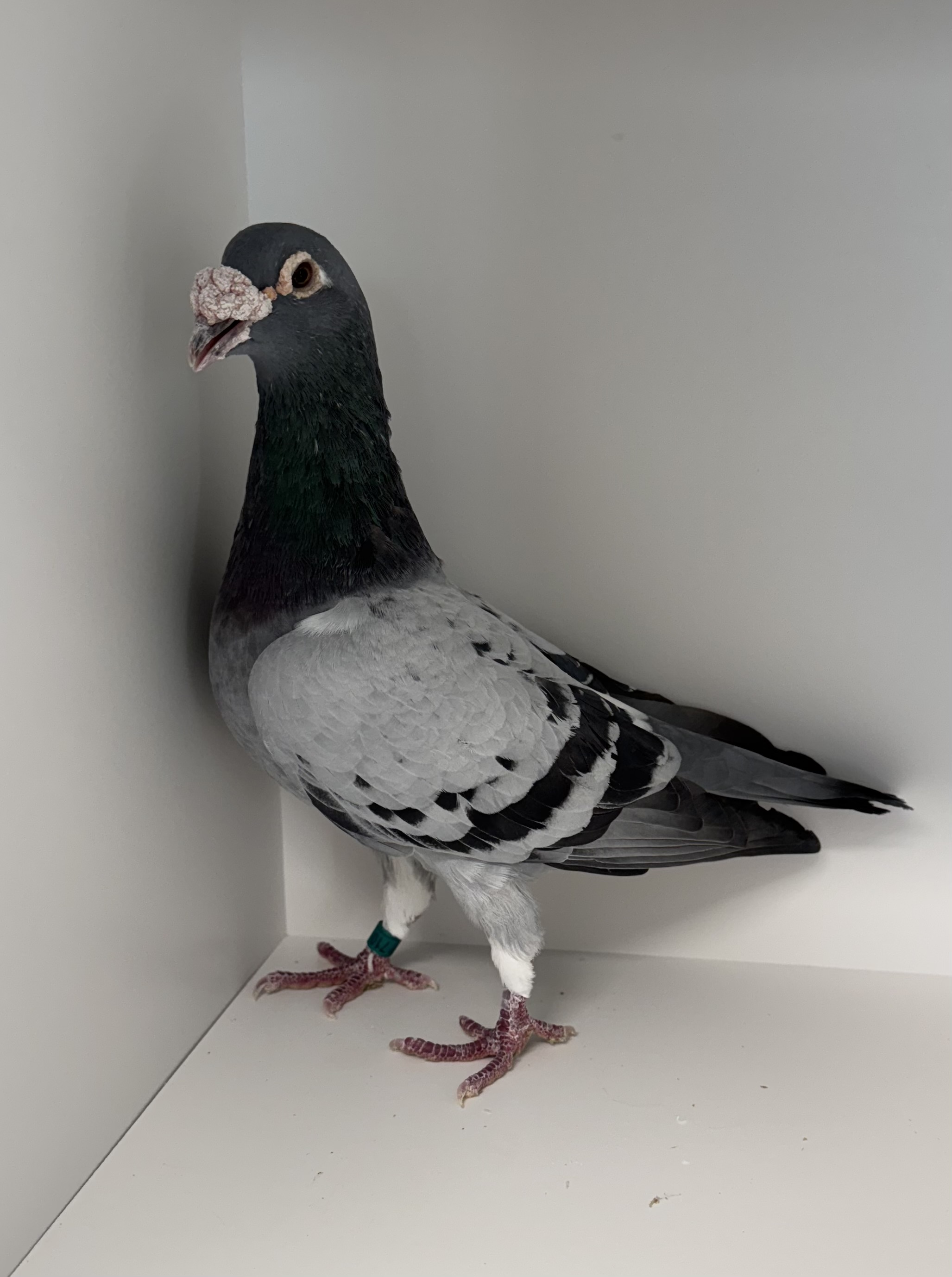 AU 21 JEDDS 710 Pencil Blue Tic Cock